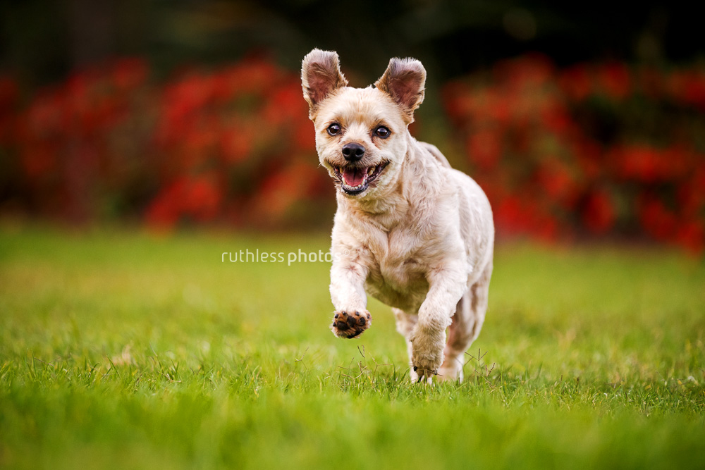 little dog running in park dogs of sydney