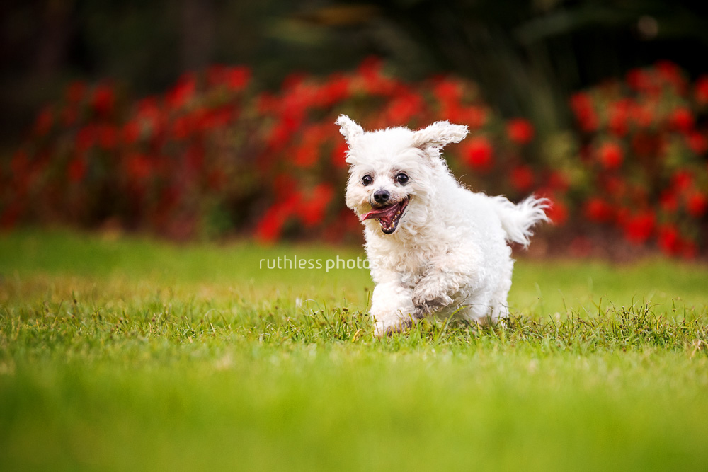little white dog running in park dogs of sydney