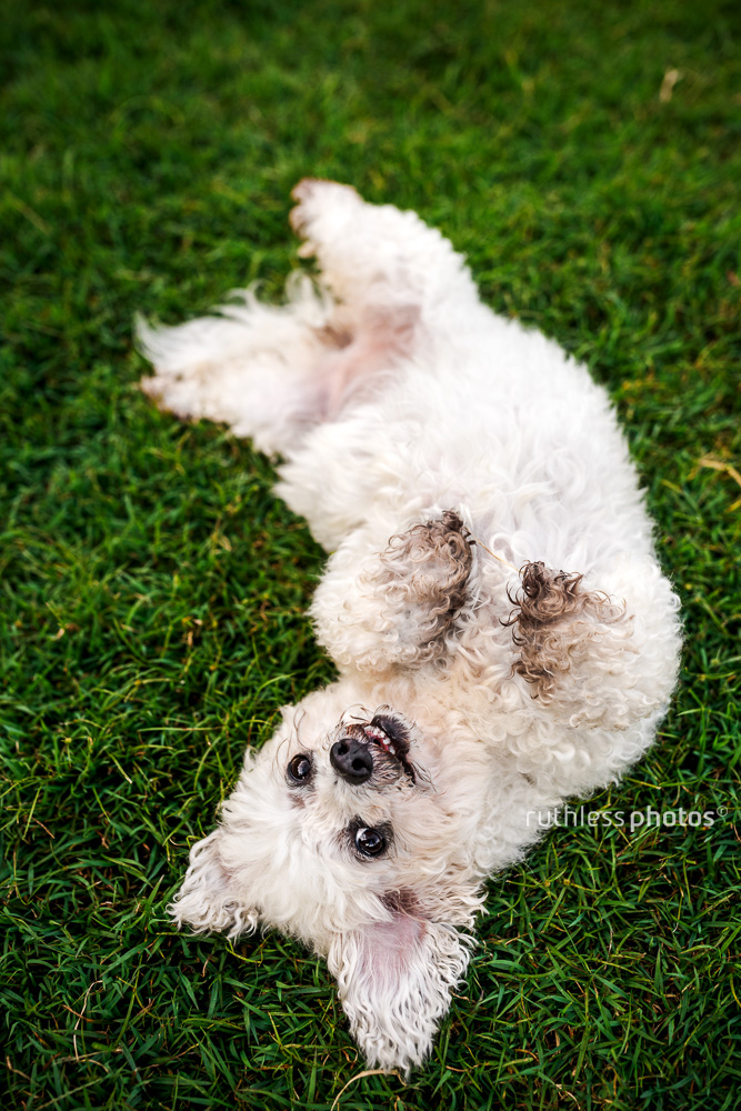small white dog lying on back looking for belly rubs