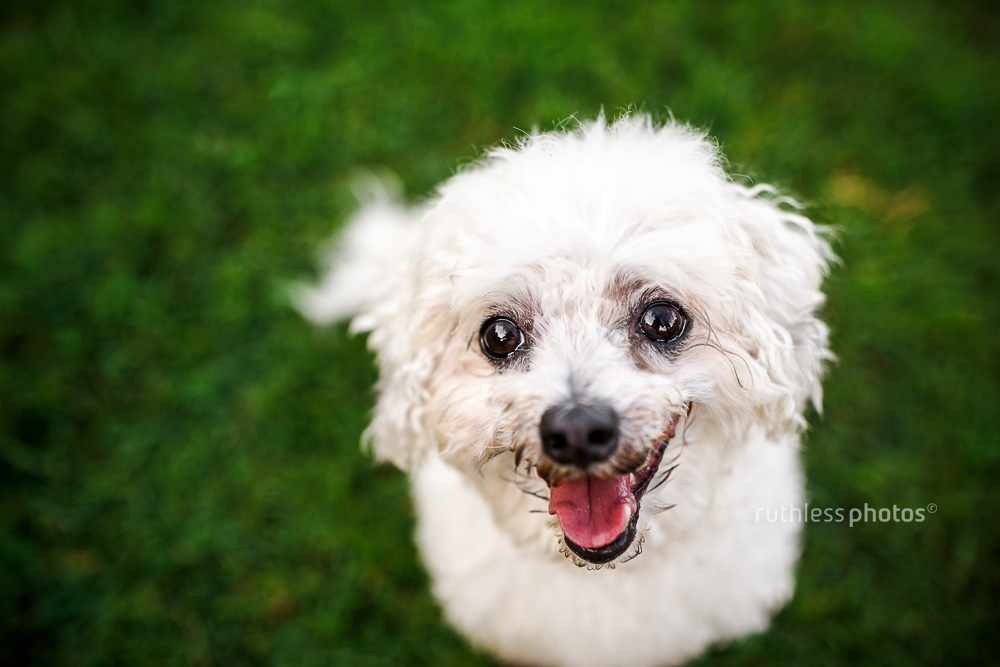 smiling maltese dog