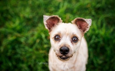 patches and dudley | sydney pet photos