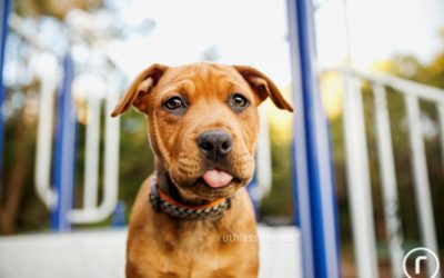 adopt me 05.16 | sydney dog photos