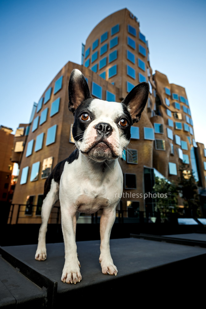 Boston Terrier in front of cool building dogs of Sydney