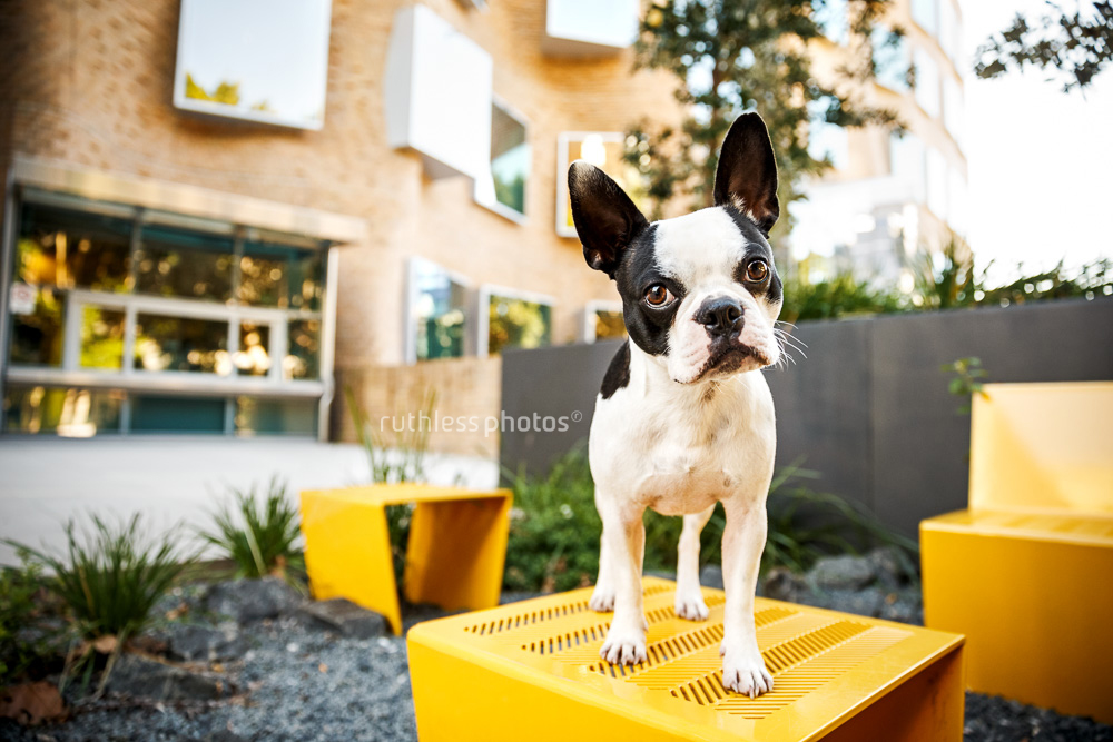 Boston Terrier with attitude sydney dog