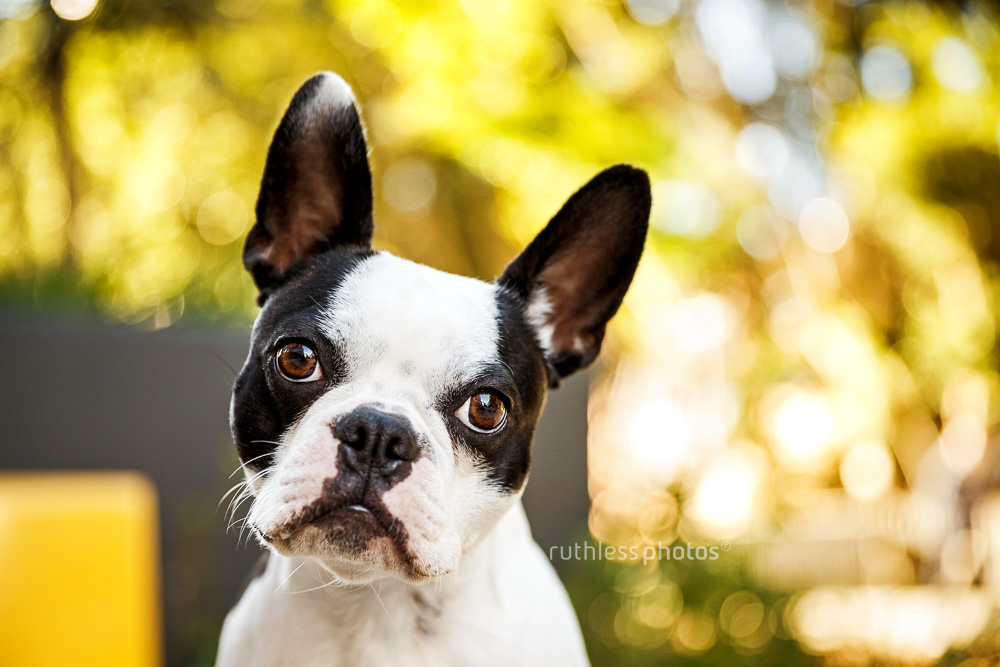 Portrait of a Boston Terrier