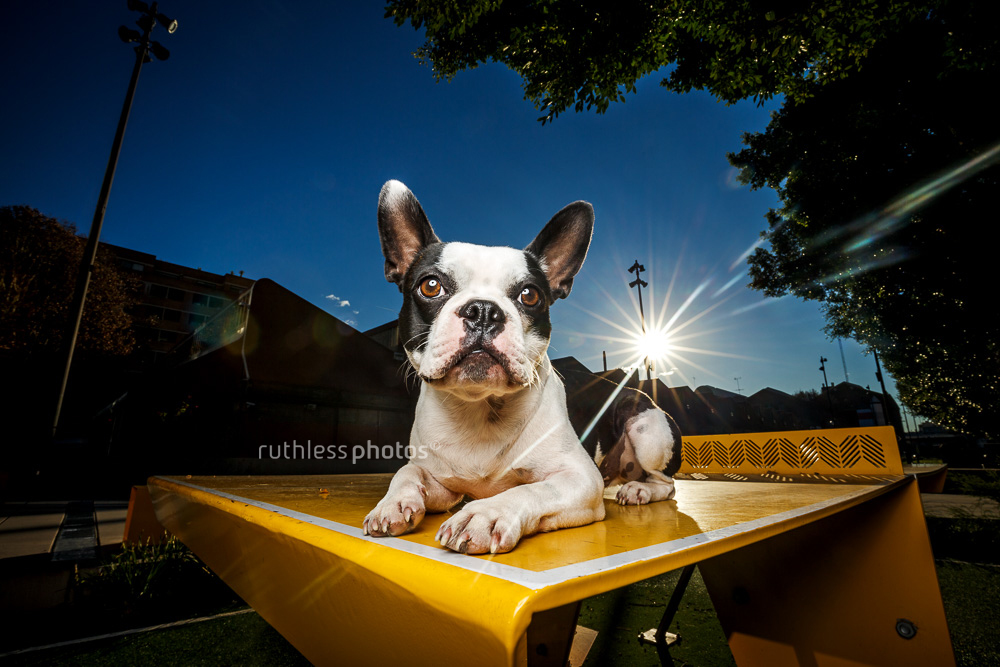 Boston Terrier on yellow table at the Goods Line dogs of Sydney