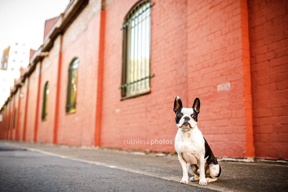 Boston Terrier against red brick wall dogs of Sydney