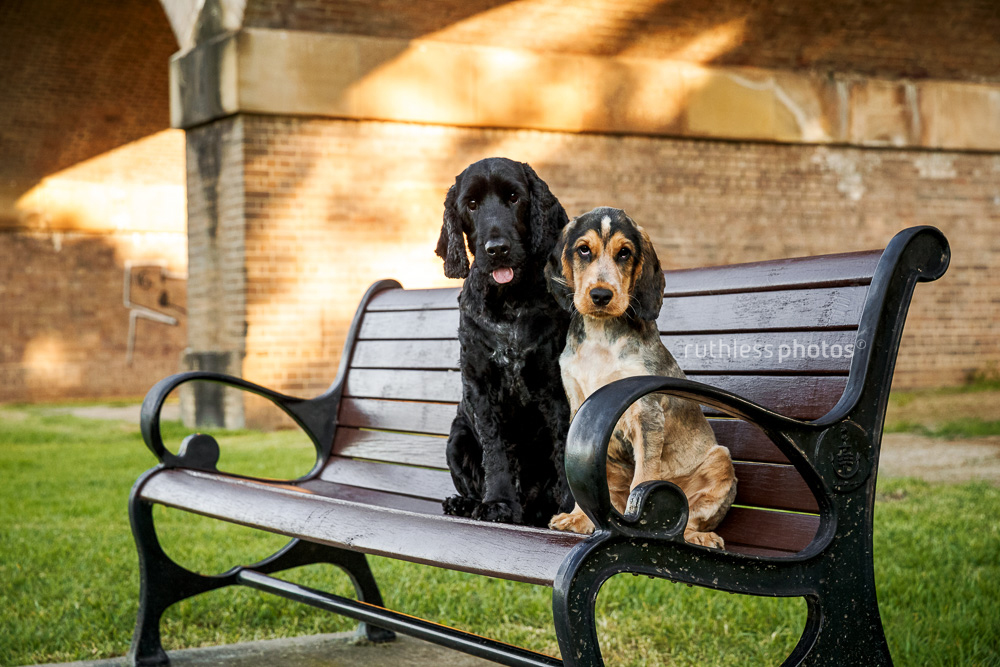 Two cocker spaniels on a park bench
