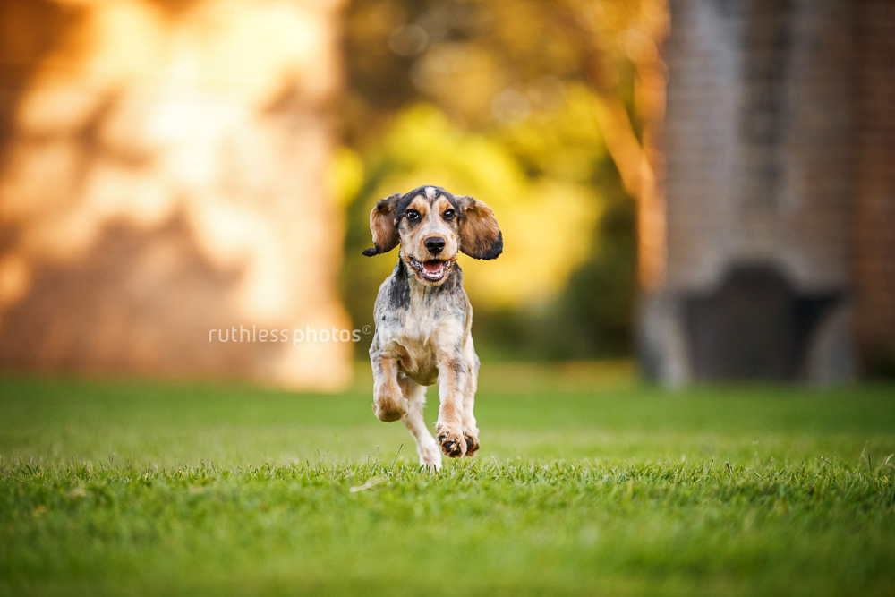 Cocker Spaniel puppy running