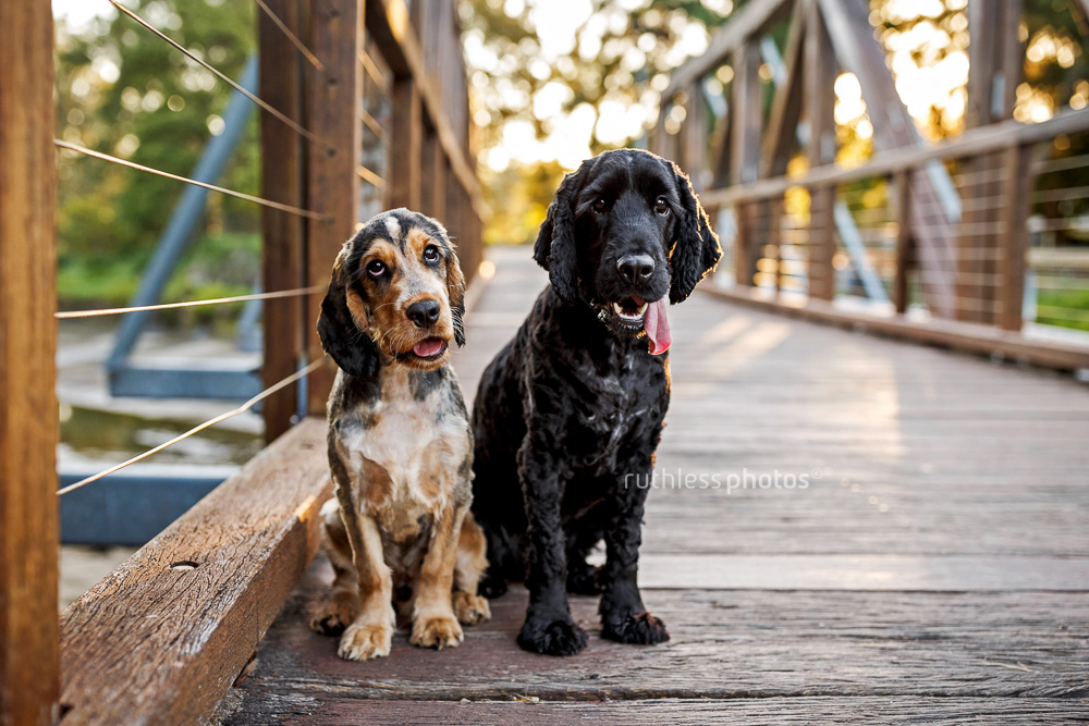 Two dogs on a bridge