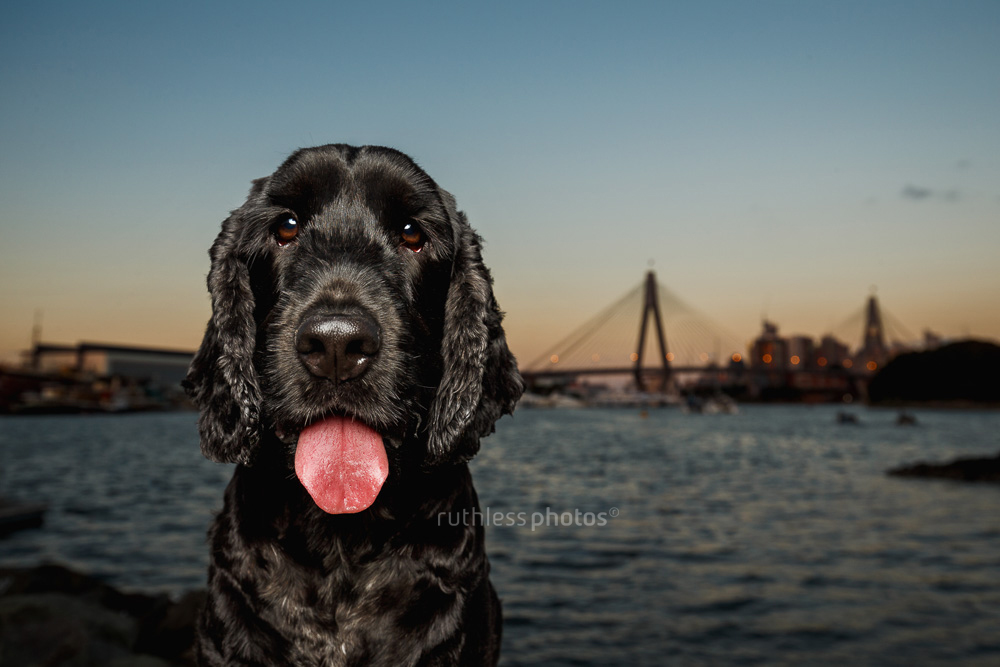 Black dog in front of Anzac Bridge in Sydney