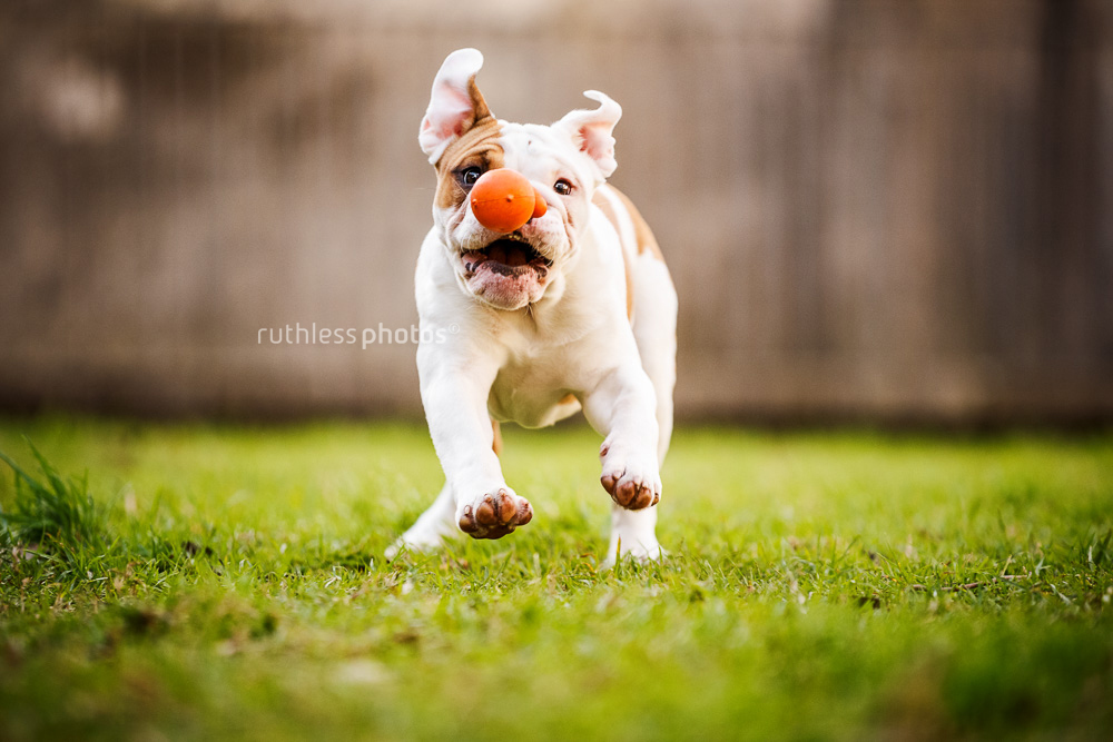 Bulldog puppy running with toy Paddington Reservoir Sydney