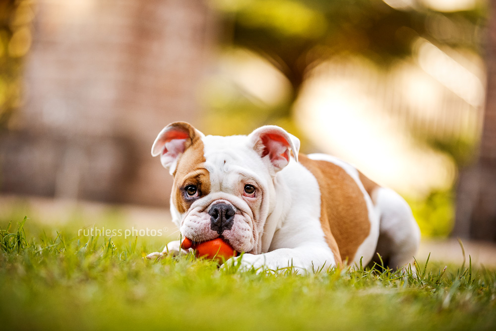 Cute bulldog puppy with orange ball