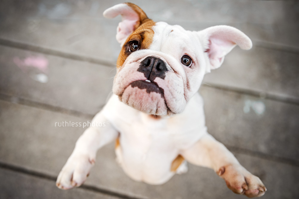 Bulldog puppy jumping
