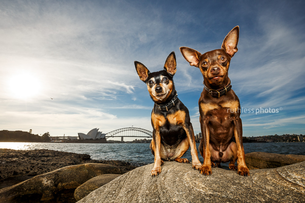 two miniature pinschers with sydney opera house and sydney harbour bridge in the background