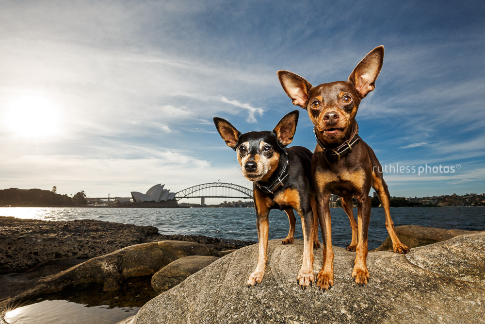 two dogs with sydney opera house and sydney harbour bridge in the background