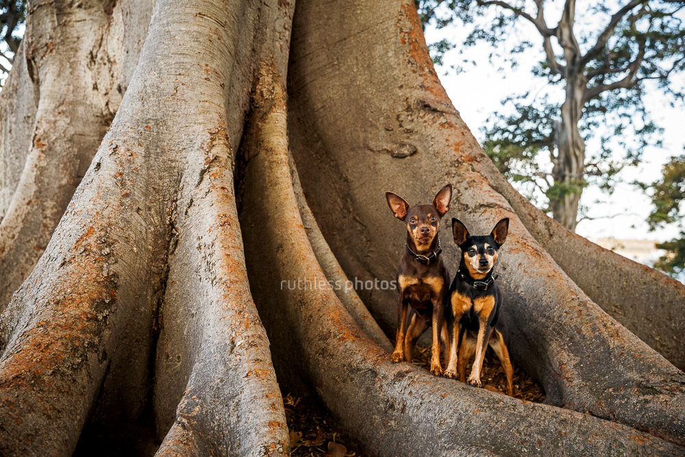 two min pins standing on moreton bay fig tree root
