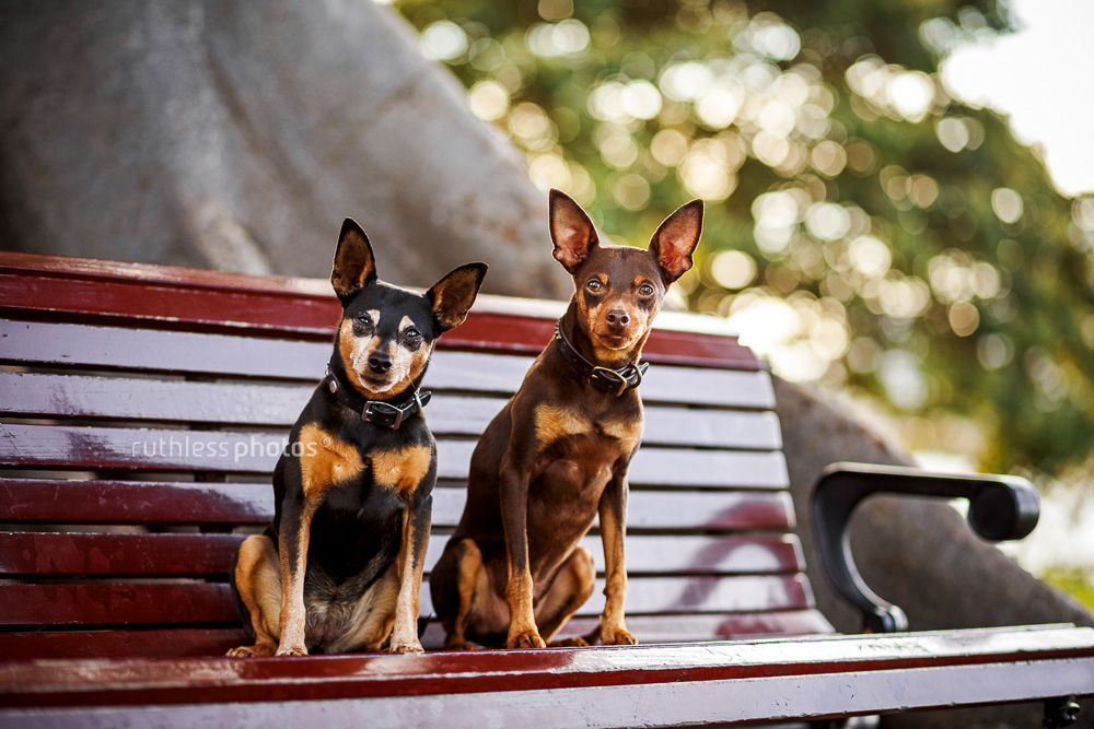 two small dogs on red bench