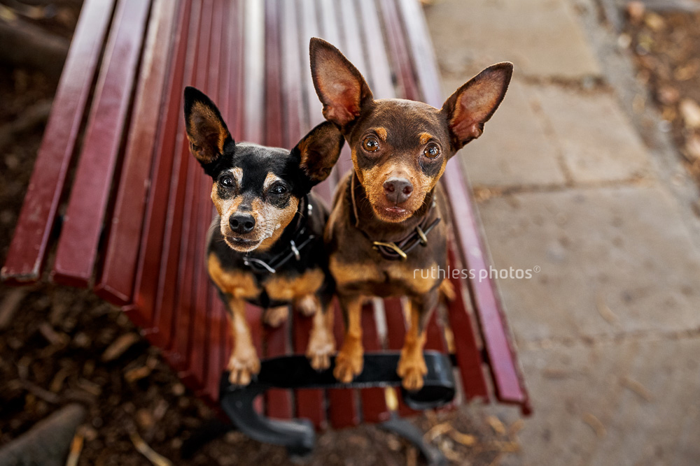 two small dogs standing on red bench
