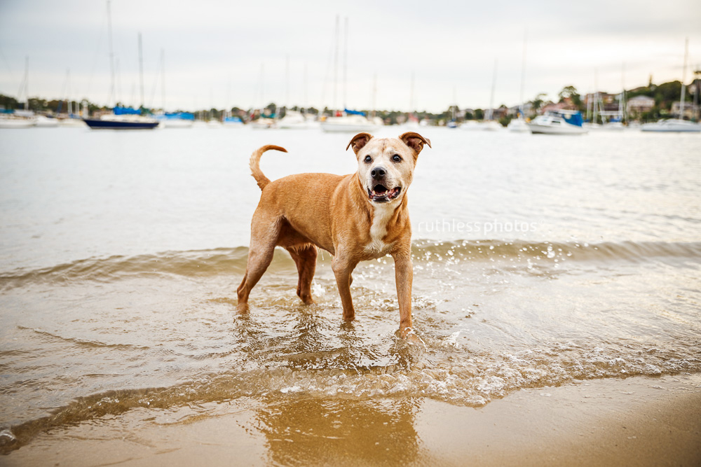 senior dog standing in the water 