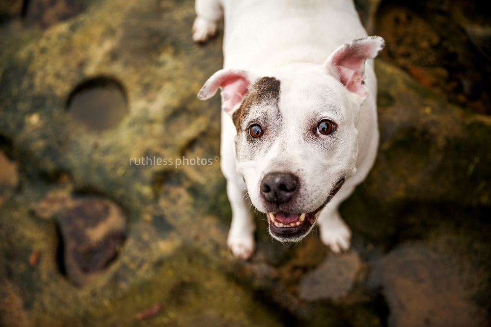 smiling white staffy with eye patch