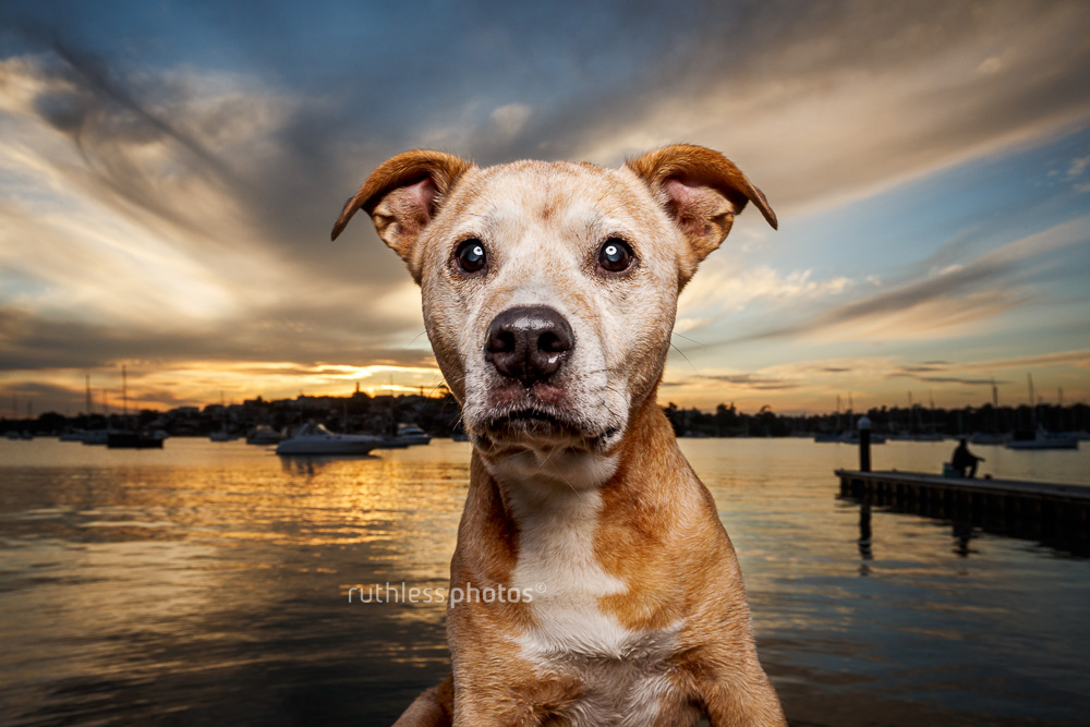 dog in front of beautiful sunset