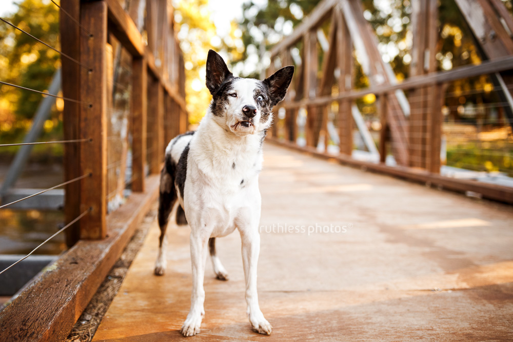 Dog with funny expression standing on footbridge