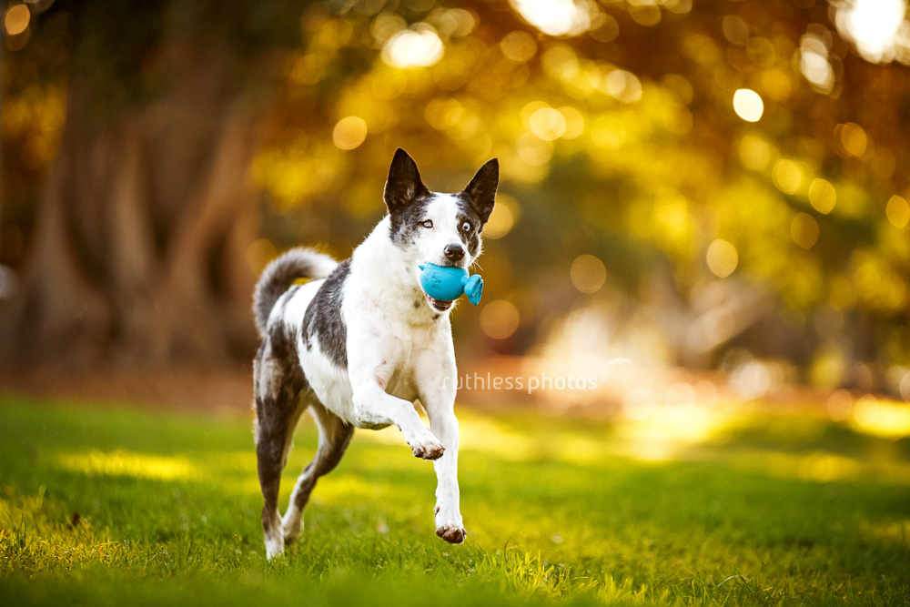 Australian working dog running with ball