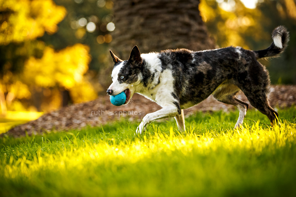 Dog running with ball in the park
