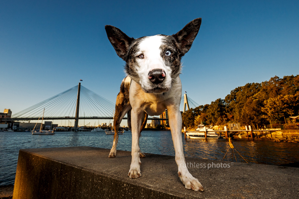 Dog standing in front of Anzac Bridge in Sydney
