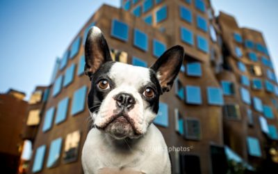 Oreo the Boston Terrier | Sydney Dog Photographer