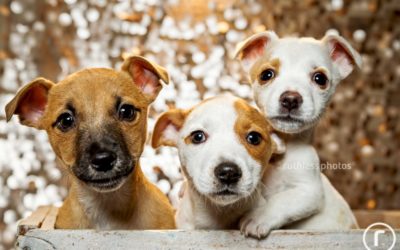 adopt me 06.16 | sydney dog photos