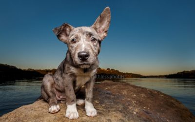 adopt me 07.16 | sydney pet photography