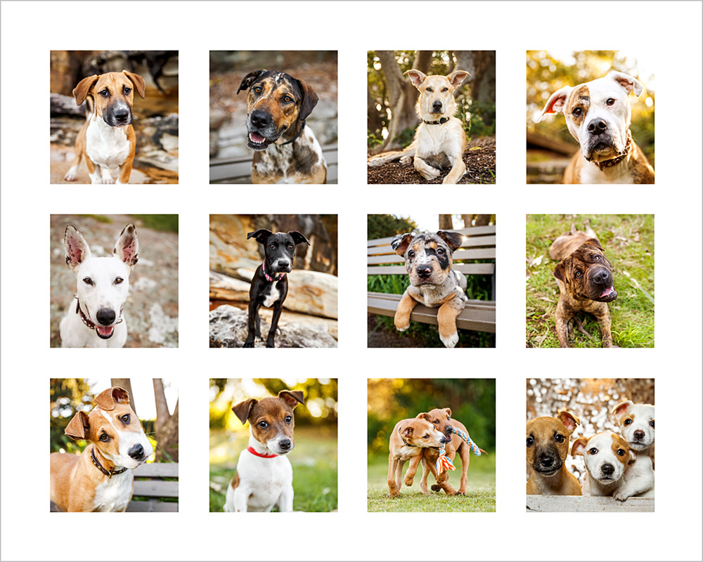 2017 rescue dog calendar