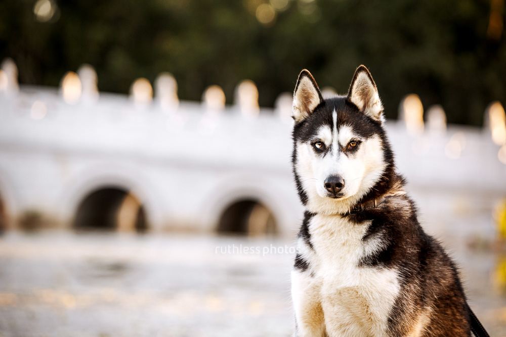 siberian husky in front of bridge