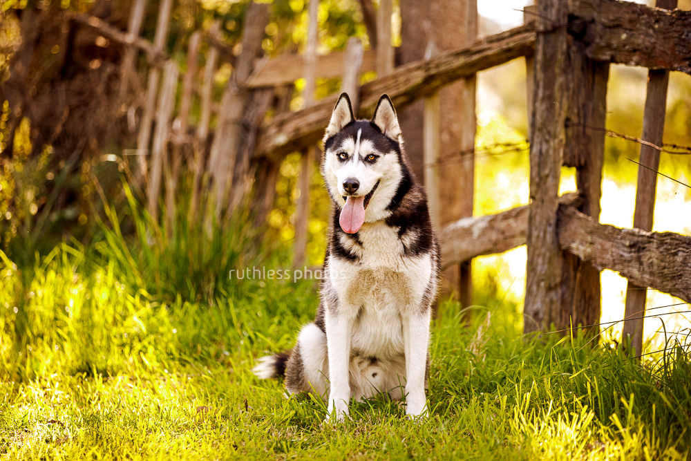 happy siberian husky beside rural wooden fence