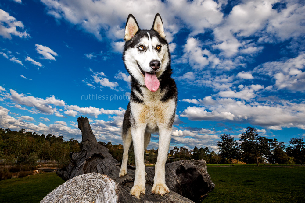 siberian husky on log with dramatic sky