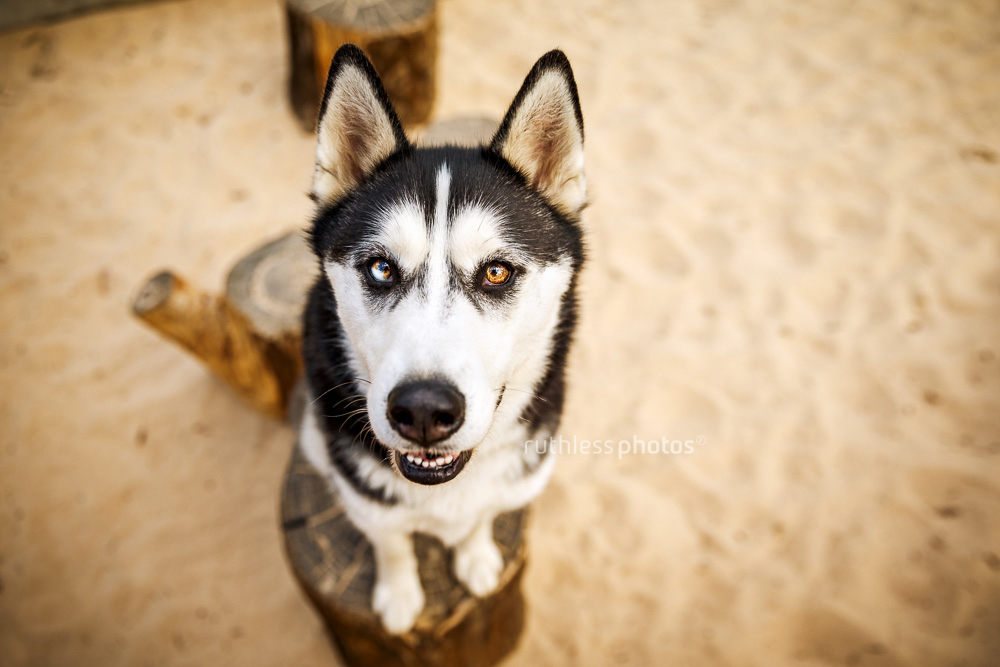 smiling siberian husky on log from above