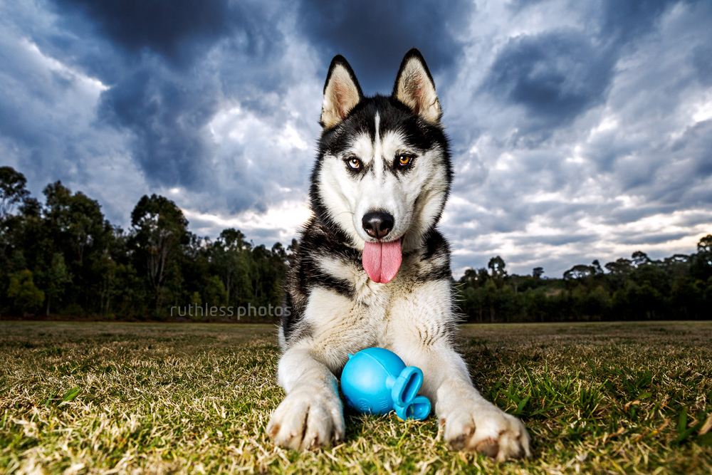 siberian husky with blue ball and stormy sky