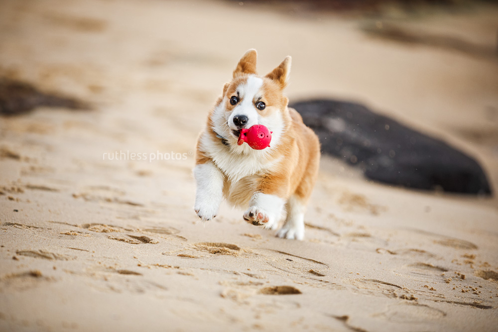 corgi puppy running with red ball