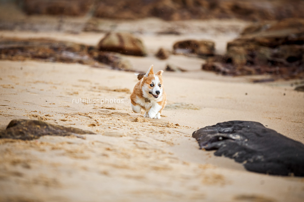 corgi puppy at the beach