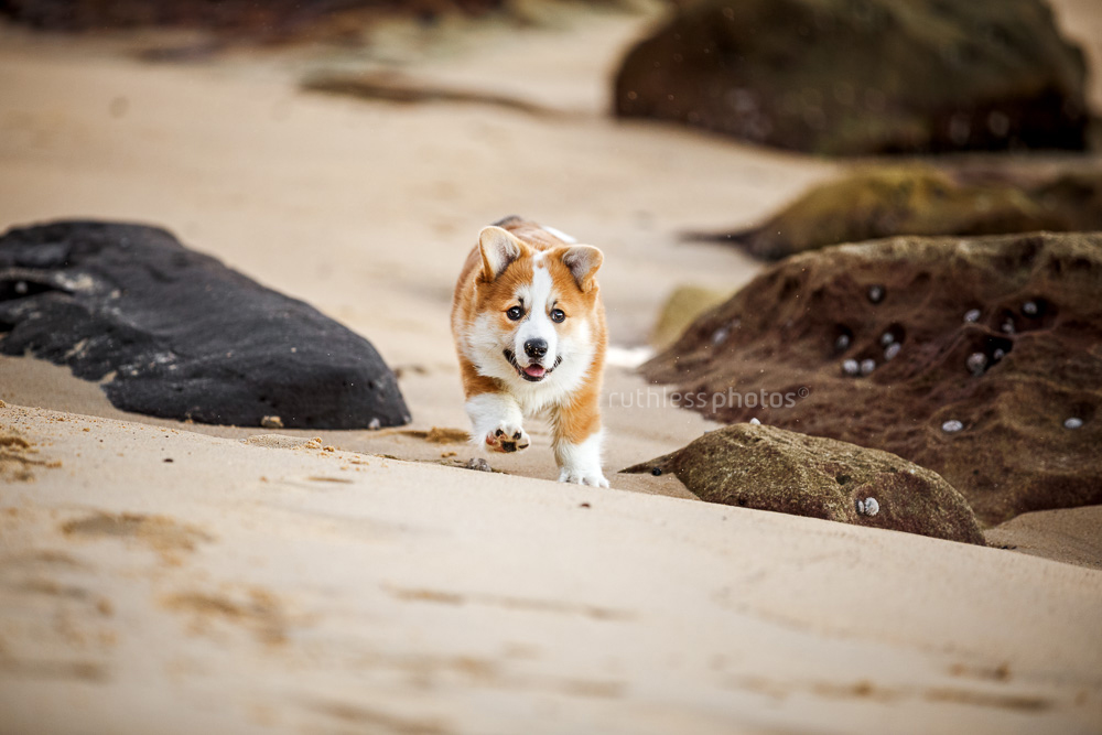 corgi puppy running on sand