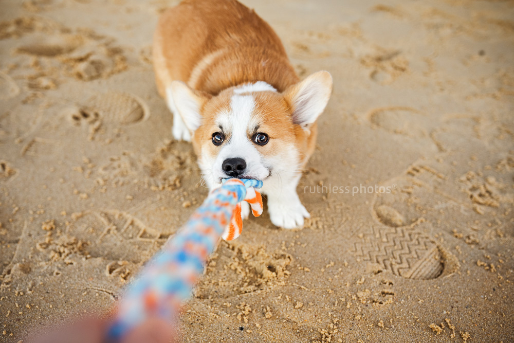 corgi puppy on beach tugging toy