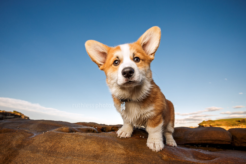 proud corgi puppy standing on rocks