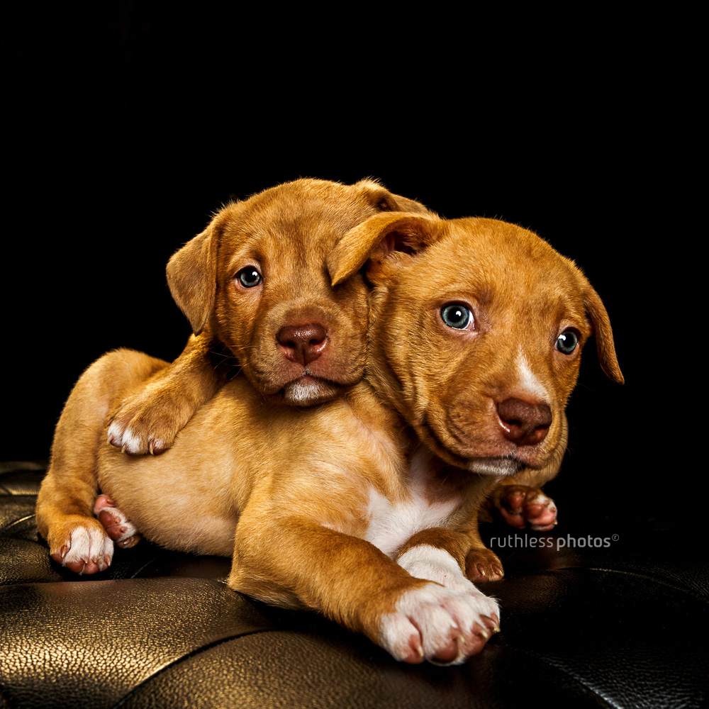tired puppies on black background