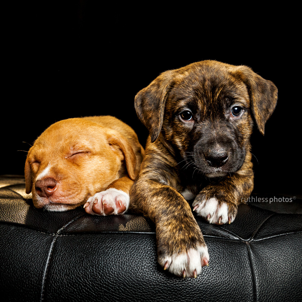 sleepy puppies on black background