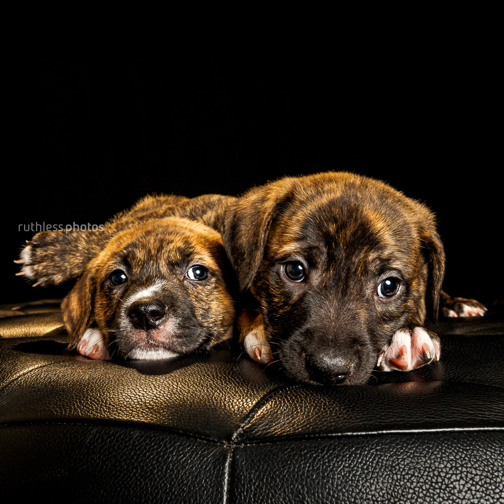 tired puppies on black background