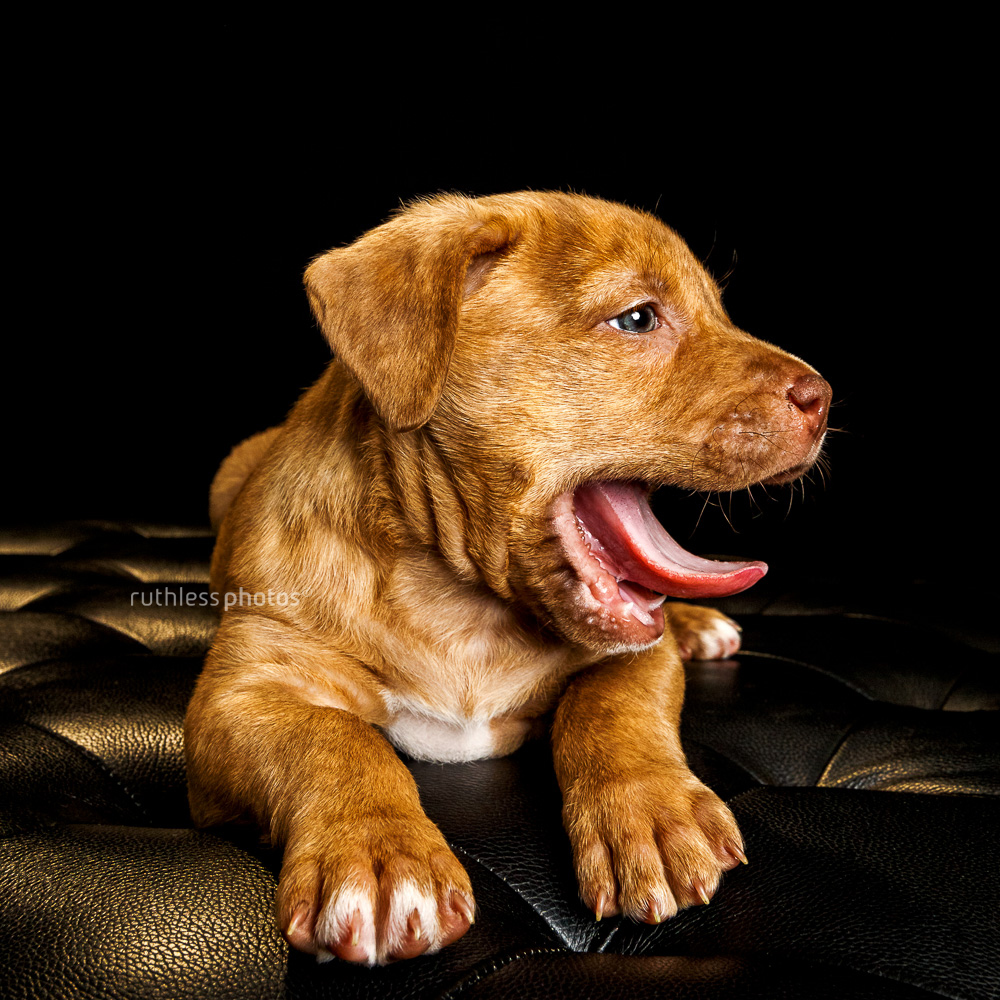 yawning puppy on black background