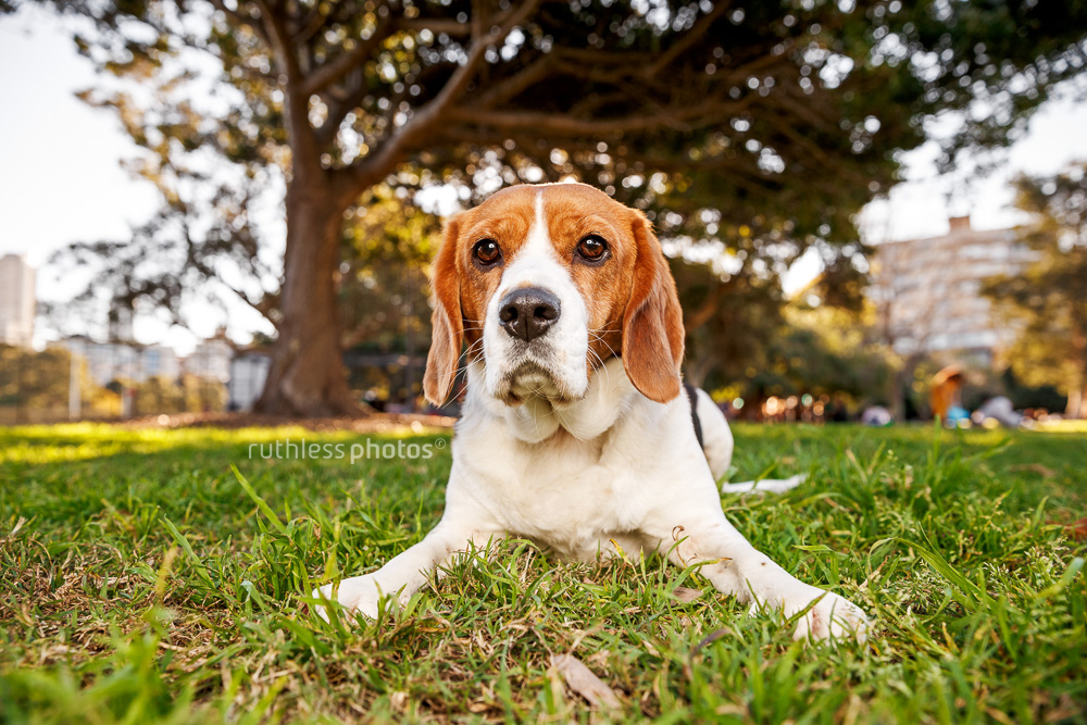 beagle mix at rushcutters bay park in sydney