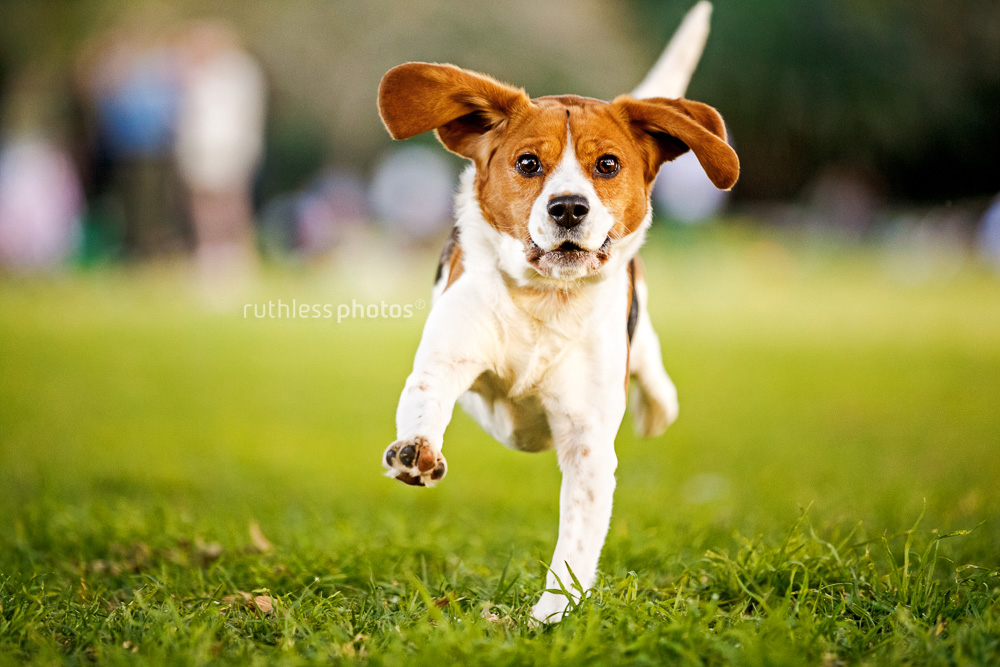 running dog with big ears